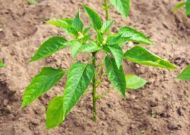 Pepper plants can be pruned whether they're still growing indoors or whether they're already outside. Pepper Plants Not Growing Tips For Causes Solutions