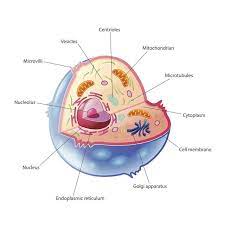 Animal cell basic cell parts. A Quick Guide To The Structure And Functions Of The Animal Cell Biology Wise