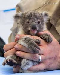Koala Zone On Instagram Repost Suzieszterhas A Few Years Ago I Had The Pleasure Of Phot In 2020 Cute Animals Cute Baby Animals Cute Animal Pictures
