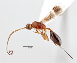 Image result for Eragrostis botryodes