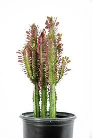 Image result for Euphorbia williamsonii