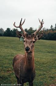 #nba #hawks #traeyoungmilwaukee bucks @ atlanta hawks 6/28免責聲明：本頻道所有內容僅依照 youtube 自由使用條款為資料來源，沒有任何版權侵犯疑慮。disclaimer:all. å…¬é¹¿å›¾ç‰‡å…è´¹ä¸‹è½½ å…¬é¹¿ç´ æ å…¬é¹¿æ¨¡æ¿ å›¾è¡Œå¤©ä¸‹ç´ æç½'