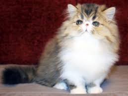 Persian cats are not a particularly active cat breed. Persian Cats For Sale Forest Hills Ny 282921 Petzlover