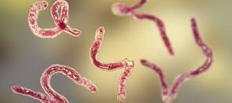 Image result for Bacteria