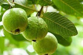 Bingung Cari Obat Alami Rambut Rontok Cuma Rendam Daun Jambu Biji Dijamin Rambut Lebat Dan Kuat Ala Bintang Iklan Semua Halaman Grid Fame