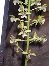 Image result for Eulophia dactylifera
