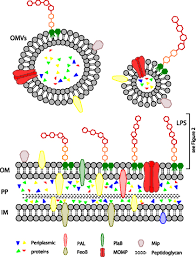 It's caused by the bacterium legionella pneumophila found in both potable and nonpotable water each year, an estimated 56,000 to 113,000 people are infected with the legionella bacteria in the. Frontiers Virulence Properties Of The Legionella Pneumophila Cell Envelope Microbiology