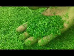 Today we will learn how to cut paper grass easily or easy way to cut paper grass. How To Make Artificial Grass For Models Home Made Youtube Artificial Plants Outdoor Small Artificial Plants Artificial Garden Plants