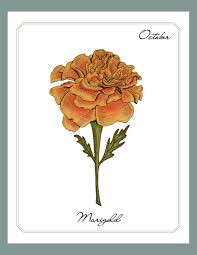 So whether you're gift hunting for someone born in may or march, september or november, it's the perfect way to show them a little birthday love. Birth Flower Meaning For The Month Your Were Born