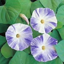 Morning Glory Flying Saucers Half Hardy Annual Seeds Thompson Morgan Flower Seeds Morning Glory Seeds Morning Glory