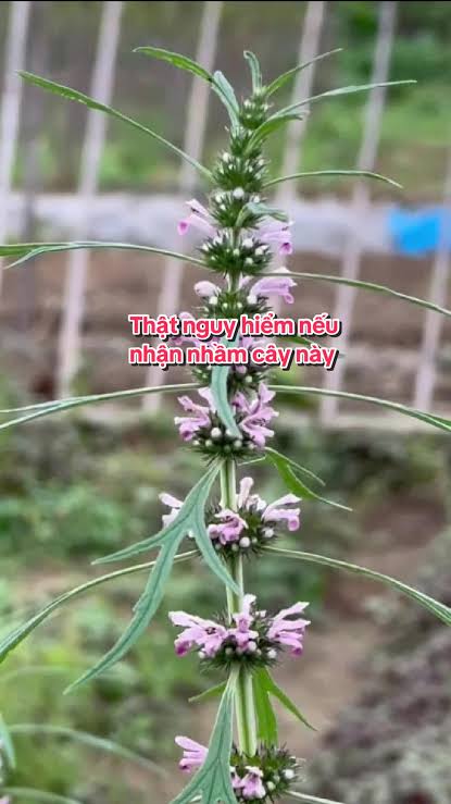 Ngải cứu trong nghi thức thanh tẩy và văn hóa Tây Tạng