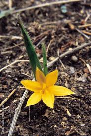 Image result for Hypoxidaceae