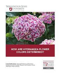 Pdf How Are Hydrangea Flower Colors Determined
