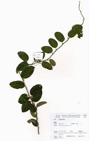 Image result for Albertisia