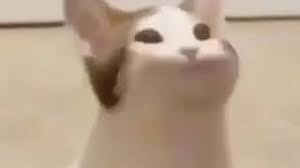 Tons of awesome juice wrld 1080x1080 wallpapers to download for free. Pop Pop Cat Meme Youtube