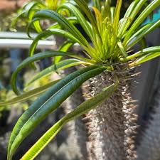 Image result for Pachycarpus spurius