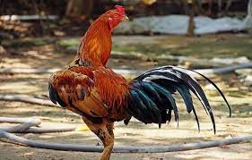 Berikut merupakan tafsir mimpi ayam menurut buku primbon seribu mimpi 2d 3d 4d. 6 Tafsir Mimpi Melihat Ayam Jago Benarkah Ini Sebuah Pertanda Baik Semua Halaman Suar