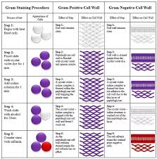 what purpose does gram staining serve quora