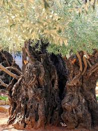 Olive Tree In The Garden Of Gethsemane Jerusalem Israel El Olivo Es Una Especie Que Puede Alcanzar Hasta Los 2 000 Anos Garden Of Gethsemane Olive Tree Tree