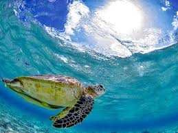 Image result for 沖縄の海