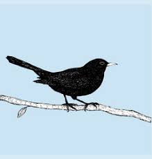 Blackbird Vector Images Over 790 Use light, smooth strokes to begin. vectorstock