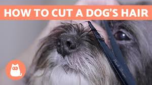 Pet rinse repeat offers mobile grooming services for dogs, cats, and other pets in kansas city. How To Cut A Dog S Hair Basic Grooming Tutorial Youtube