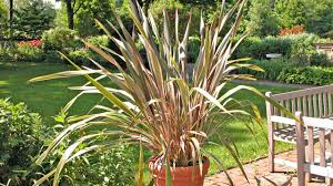 However, decorative grass may have many other beneficial and aesthetic effects if it is placed in the right places in your. 10 Great Ornamental Grasses To Grow In Containers