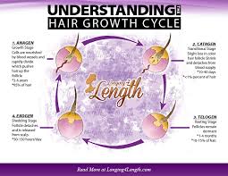 Understanding The Hair Growth Cycle Longing 4 Length