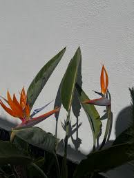 Image result for Strelitziaceae