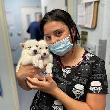 The pet doctors of sherman oaks. The Pet Doctors Of Sherman Oaks Home Facebook