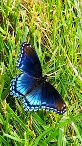 Pin By Brenda Johnson On Butterflies Butterfly Photos Photo Mariposa Butterfly
