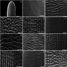 Image result for Moorochloa eruciformis