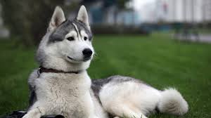 Ver más ideas sobre perros, perros husky bebes, mascotas bonitas. Wallpaper De Perro Husky Siberiano Imagenes De Perros De Fondo De Pantalla 1366x768 Wallpaper Teahub Io