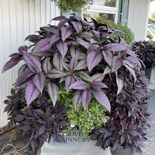 Image result for Strobilanthes