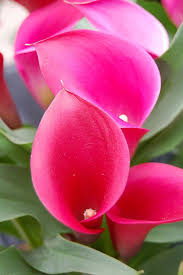 We did not find results for: Callafornia Sun Amazing Flowers Pink Calla Lilies Calla Lily