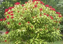 Image result for Bixa