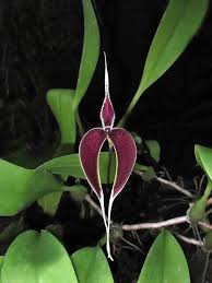 Image result for Bulbophyllum kivuense