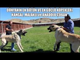 dunyanin en buyuk ve en guclu kopekleri kangal malakli ve anadolu coban kopegi biggest dogs youtube