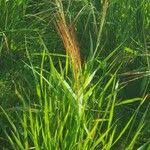 Image result for Oryza barthii