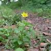 A fairly common garden weed that ought to be welcome for its ability to cover the ground in interesting reddish leaves and bright yellow trumpet flowers. 1