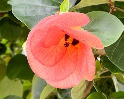 Image result for Hibiscus tiliaceus