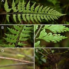 Image result for Asplenium cordatum