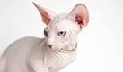 Sphynx cat price range. Hairless cat cost. Where to buy ...