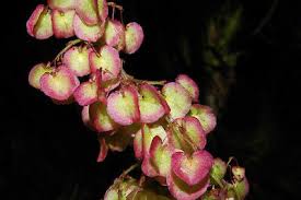 Image result for Rumex sagittatus