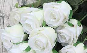Flowers are the best to show your love affection and passion towards other person it is very beautiful gift for every one. Top 10 Most Popular Flowers