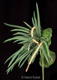 Image result for Oberonia