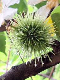 Image result for Caloncoba