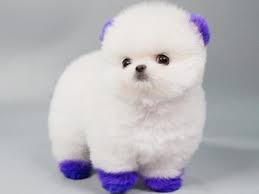 And now on for a 4th in 2019! Designer Dogs For Sale Cheap Buy Online