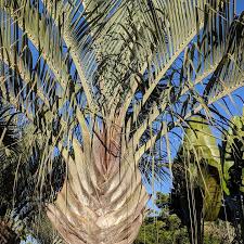 Image result for Dypsis decaryi