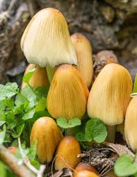 Image result for Coprinus micaceus